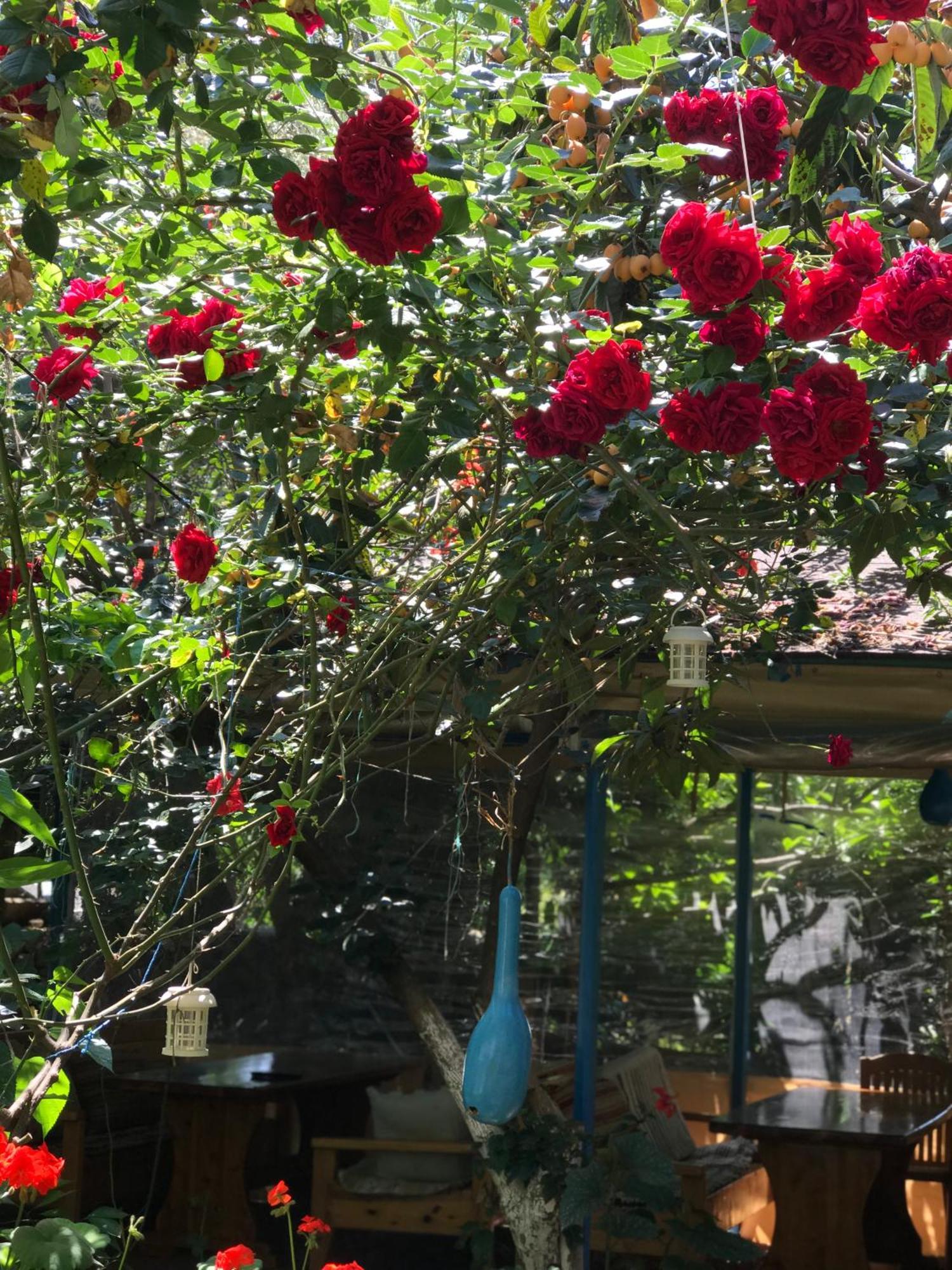 Likya Pansiyon Kaleucagız Exterior foto