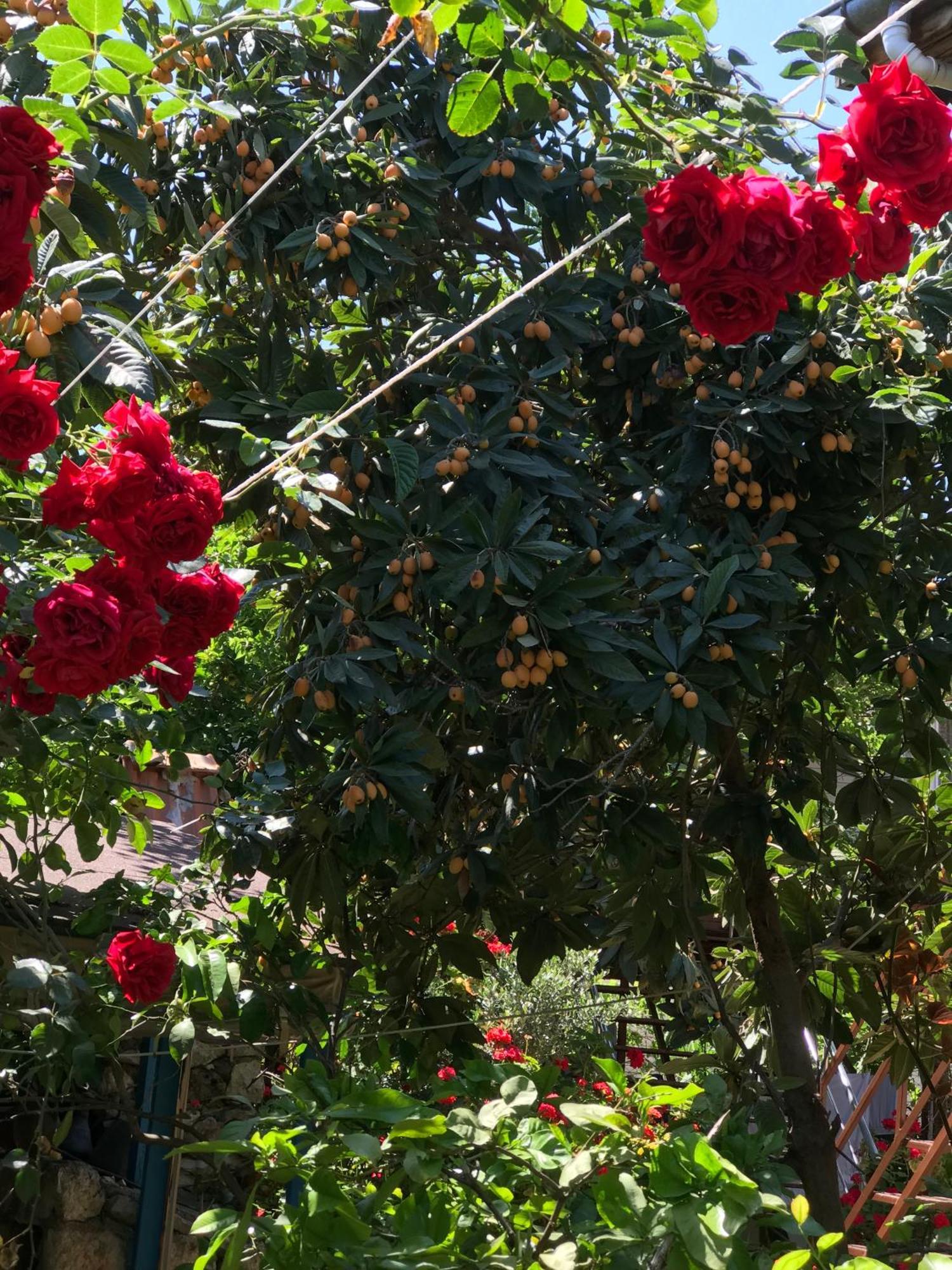 Likya Pansiyon Kaleucagız Exterior foto